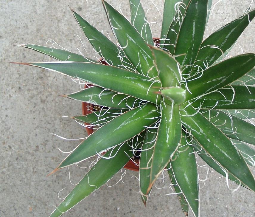 agave1.jpg