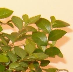 bonsai-cry-2.jpg
