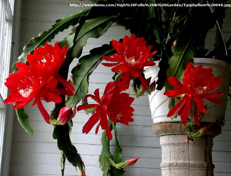 epiphyllum.jpg