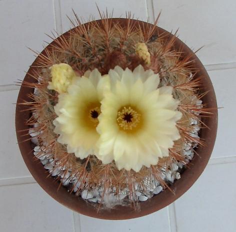 ignotocactus05.jpg