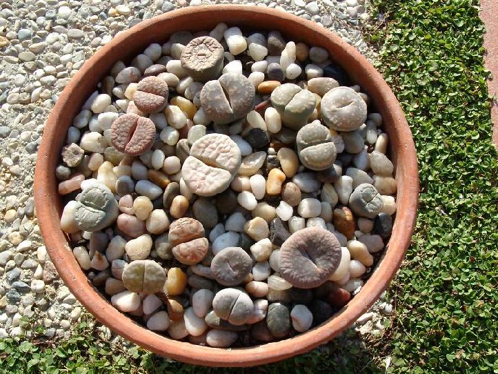 lithops.jpg