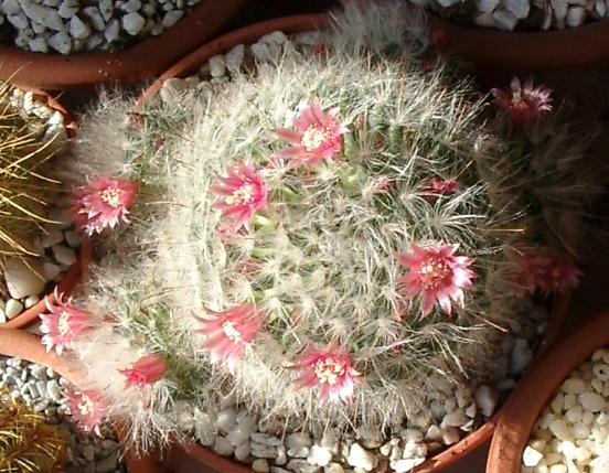 mamillaria04.jpg