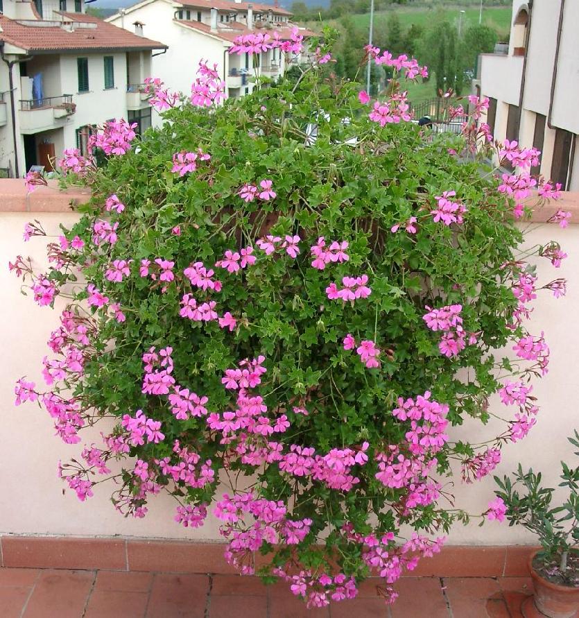 pelargonio04.jpg