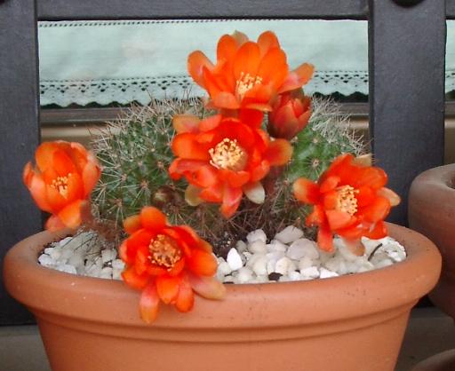 rebutia05.jpg