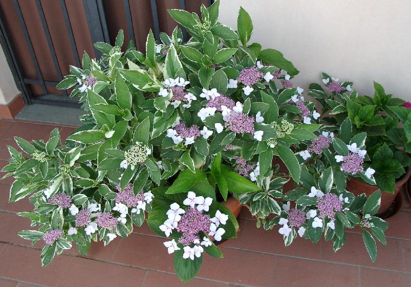 variegata05.jpg